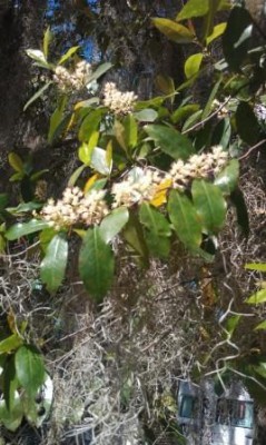 Cherry Laurel